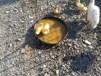 Ducks — photo 2