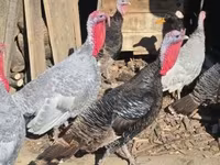 Turkeys — 照片 2