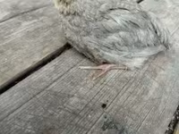 Quails — الصورة 4