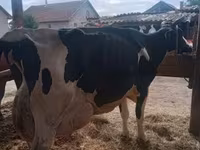 公牛, Limousin cow — 照片 7