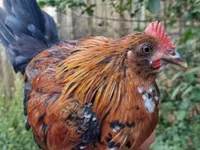 Chickens — 照片 2