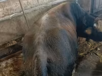 Bull, Cattle — photo 8
