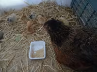 Chickens — Foto 2