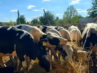ثور, Russian Black pied cattle — الصورة 1