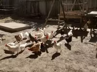 Chickens — foto 5