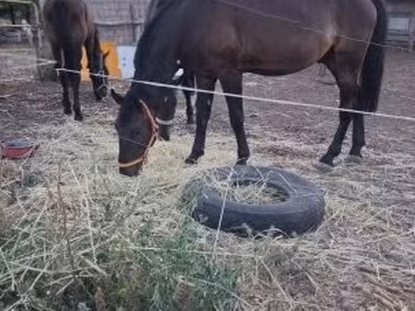 At, Nonius horse
