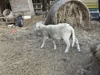 كبش, Merino sheep — الصورة 3
