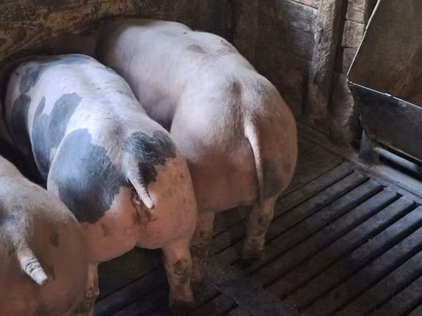 Boar, Пьетрен