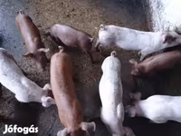 母猪, Дюрок — 照片 1