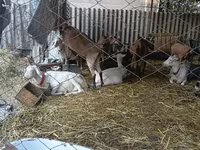 Goat, Saanen goat — photo 3