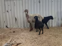 Ovca, Arashan sheep — fotografija 1