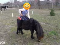 حصان, Shetland Pony — الصورة 5