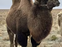 Wielbłądy (partia, płeć nieokreślona), Kazakh Bactrian camel — zdjęcie 2