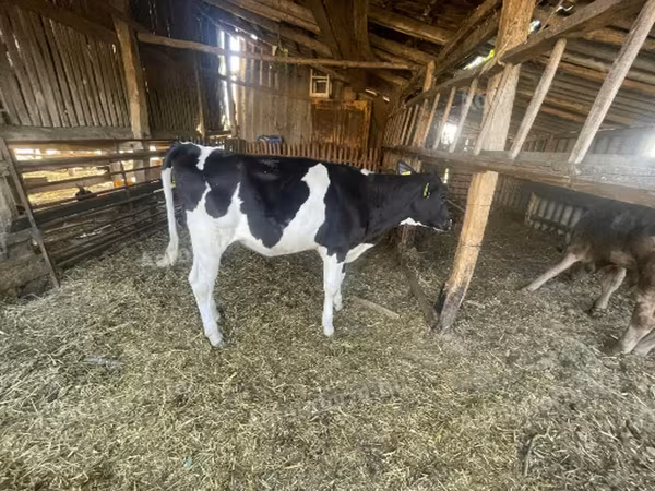 Vaca, Raza Holstein