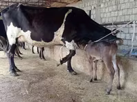İnək, Russian Black pied cattle — foto 3