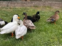 Ducks — Foto 1
