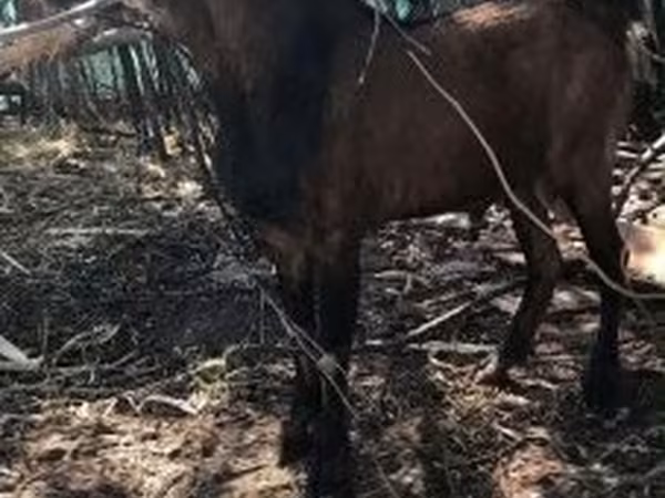 Taka, Nubian Goat — Vengriya