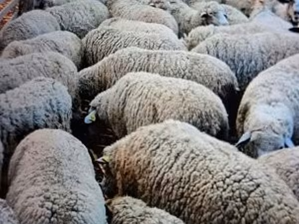 Bélier, Merino sheep — Hongrie