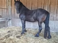 فرس, Friesian — الصورة 3