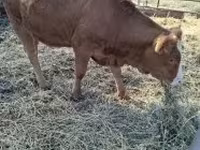 Krowa, Krowa limuzyńska — zdjęcie 2