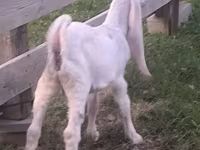 Taka, Gulabi goats — 2-rasm