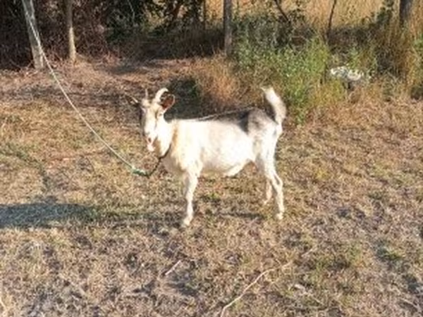 Koza, Nigerian dwarf goats