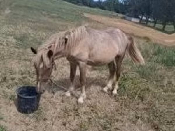 Cavalo, Cavalos — Hungria