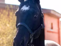 Koń, Thoroughbred horse — zdjęcie 2