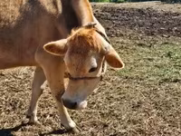 Krava, Simmental cattle — fotografija 2