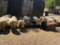 Qoç, Racka sheep — foto 7