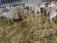 Ovca, Charollais sheep — fotografija 2