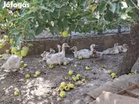 Ducks — Foto 1