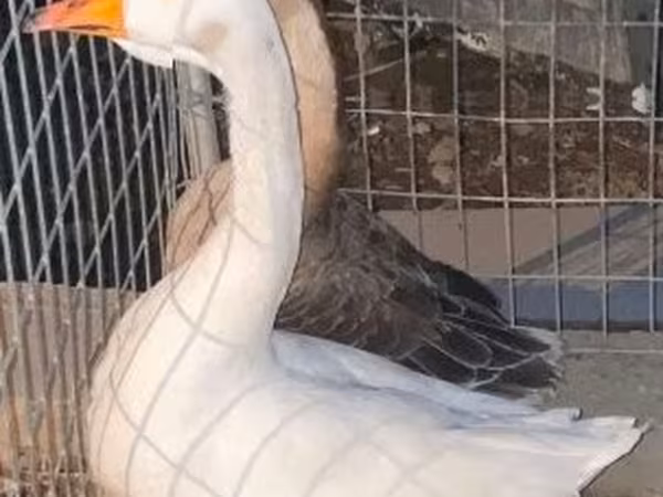 Geese — Macarıstan