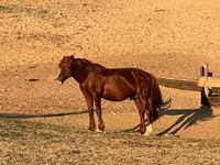Madyan, Mugalzhar horse — foto 5