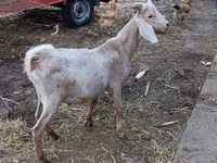 Cabro, Nubian Goat — foto 2