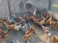 Chickens — Foto 2