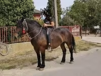 Кобила, Hungarian horse breed — фото 7