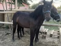 Caballo, Caballos — foto 3
