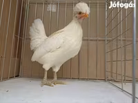 Chickens — fotografija 3