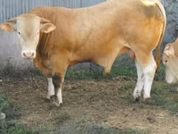 ثور, Blonde d’Aquitane cattle — الصورة 5