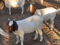 गाय, मवेशी — फ़ोटो 7