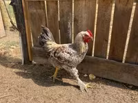 Chickens — फ़ोटो 1