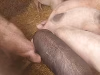 Säue, Schweine — Foto 1