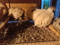 Chickens — photo 4