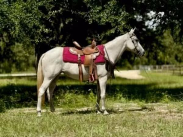 Kobila, Quarter Horse