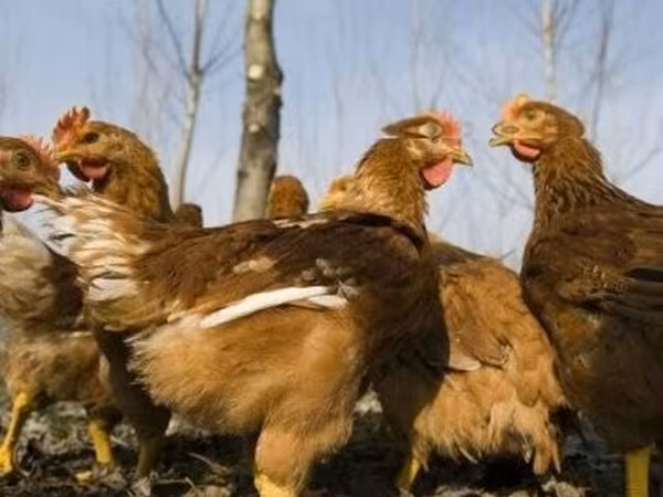 Chickens — Hongrie
