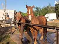 公马, Horses — 照片 2