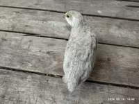 Quails — 写真 2