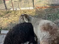 公羊, Hissar sheep — 照片 1