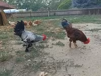 Chickens — foto 1